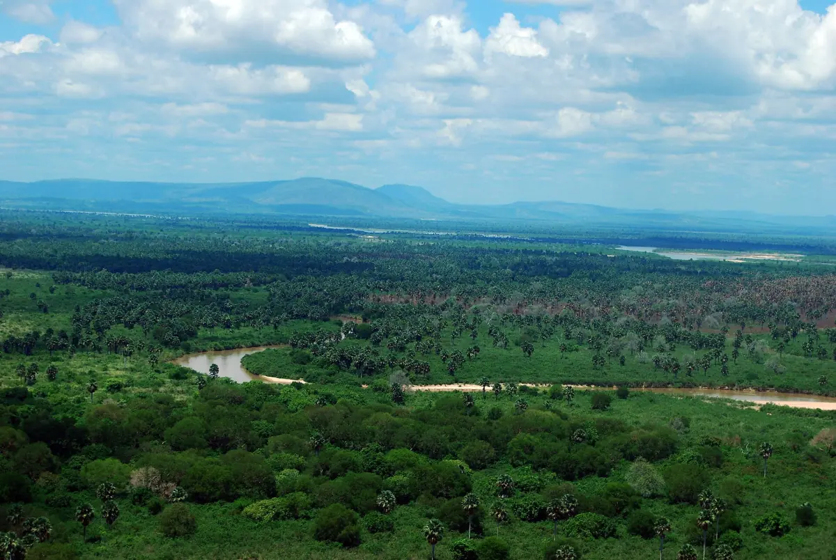 Aerial view of forest and a winding river with hills on the horizon