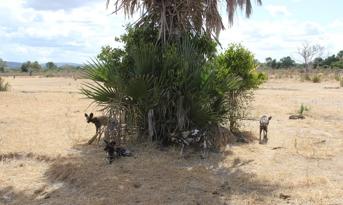 Afrikanische Wildhunde stehen im Schatten einer Palme