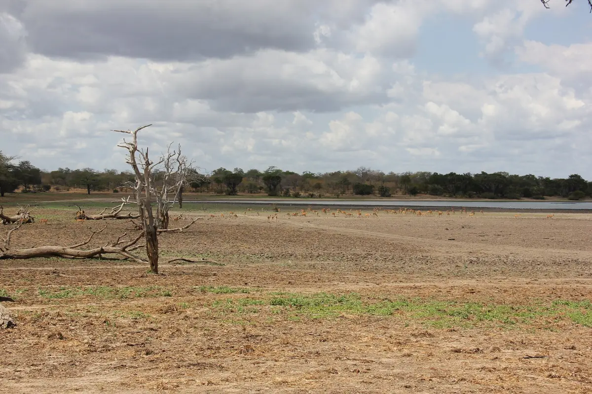 Dry lakebed with a dead tree under a pale sky in the dry season