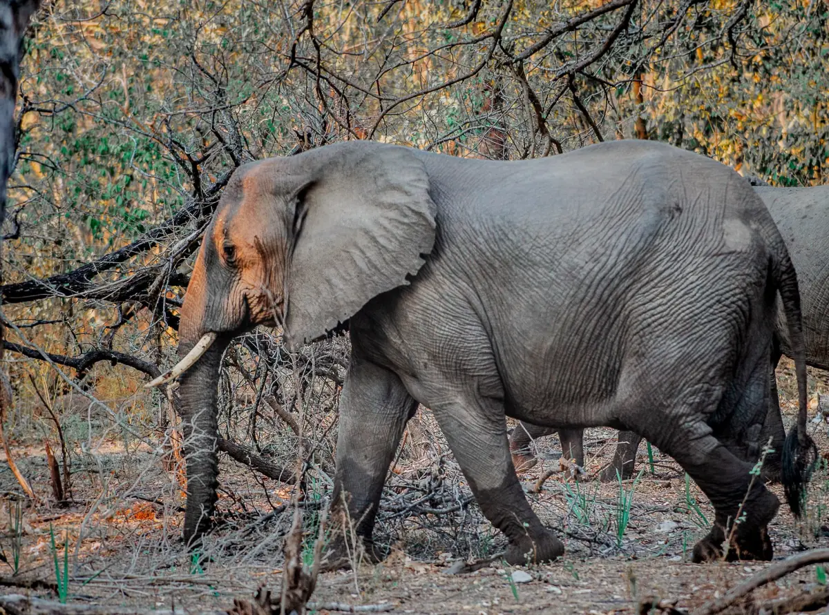 Olifant met slagtanden loopt door droog struikgewas in het voormalige Selous