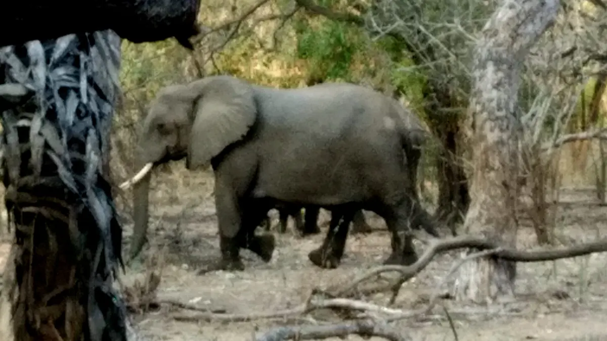 Elephant walking between palms and trees in Selous Game Reserve