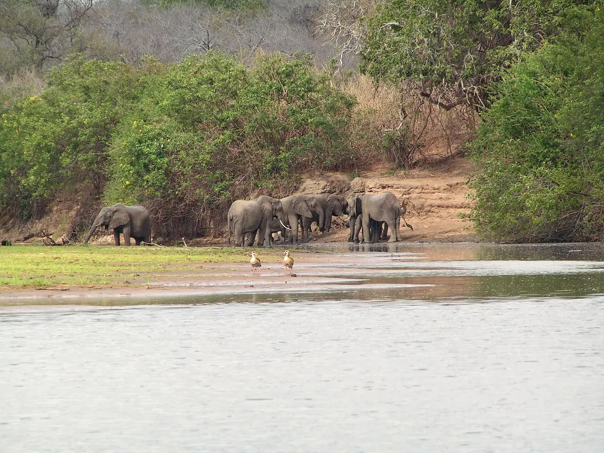 Elephants gathering at the river edge to drink