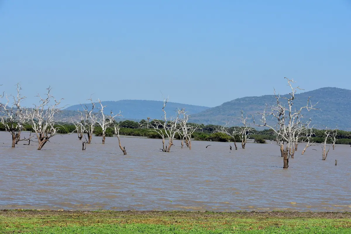 Lake in Selous Game Reserve with dead trees standing in the water