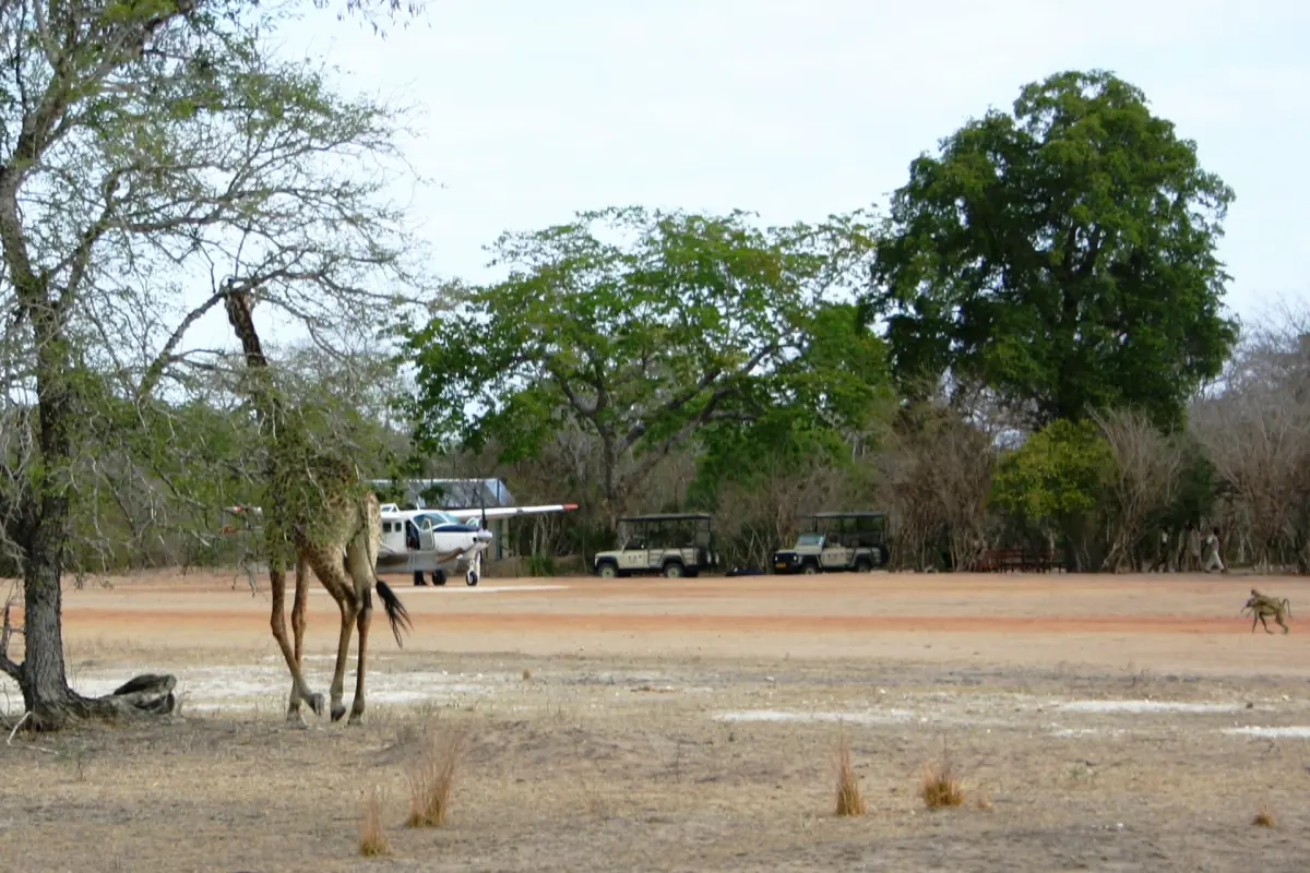 Giraffe standing near a bare airstrip with safari vehicles