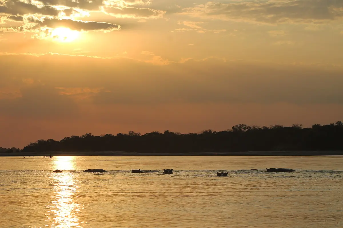 Hippos resting in the river at sunset in Selous Game Reserve