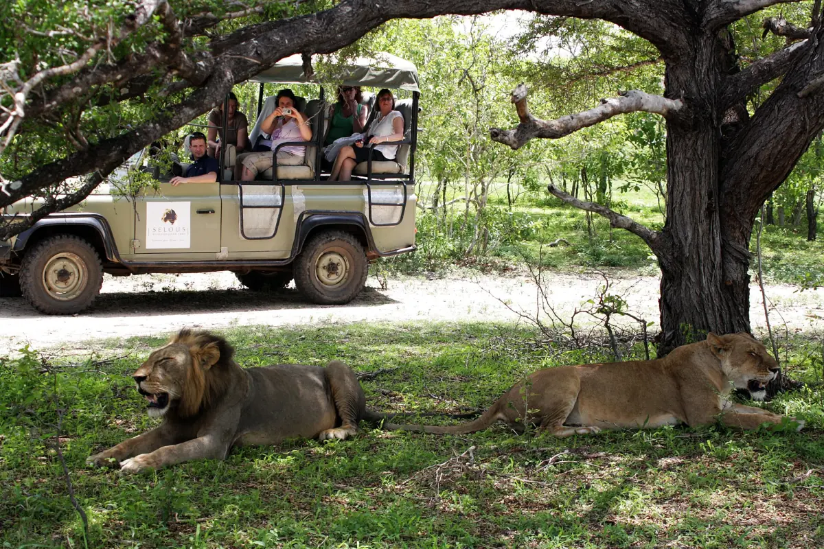 Pair of lions resting in the shade near a game drive vehicle