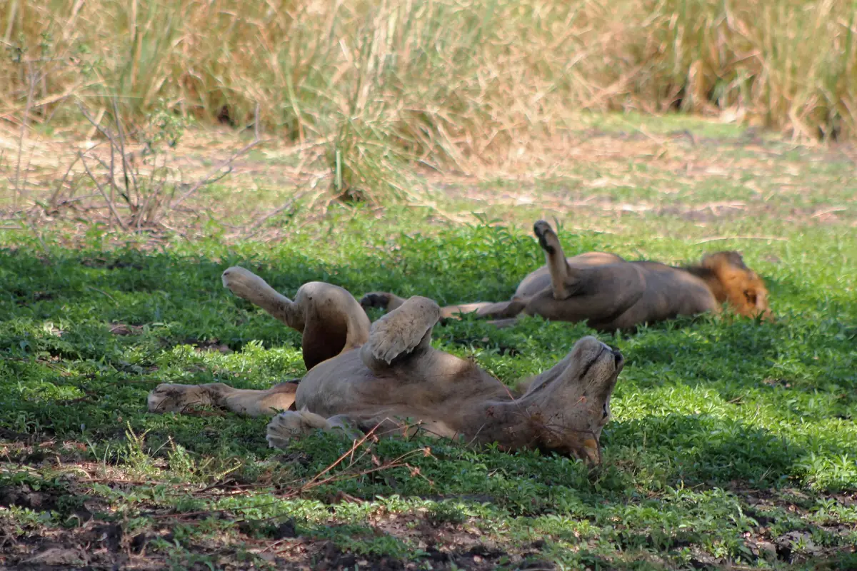 Lions resting on short green grass in Selous Game Reserve