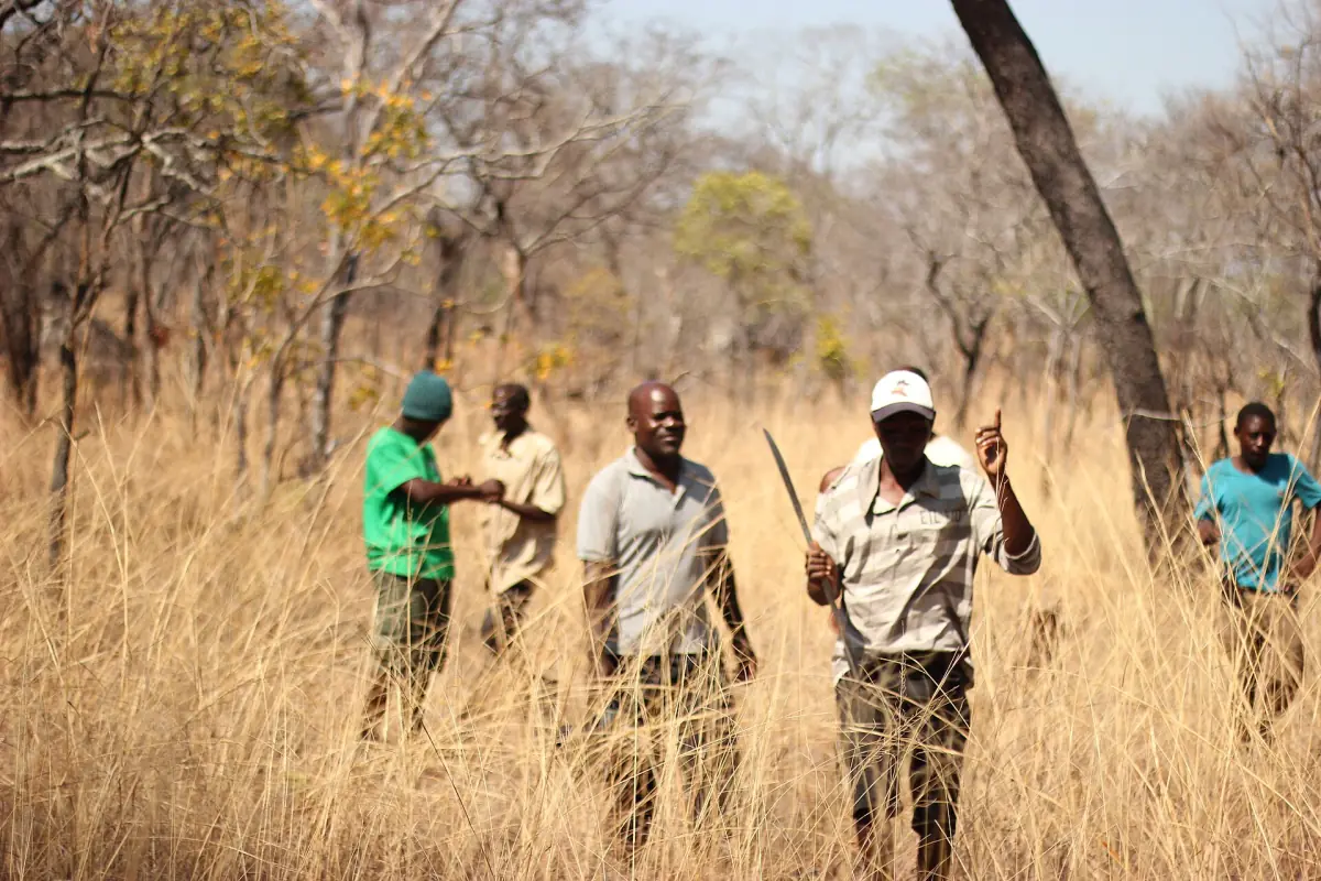Gruppe von Menschen in hohem trockenem Gras im Gebiet des Niassa Reservats