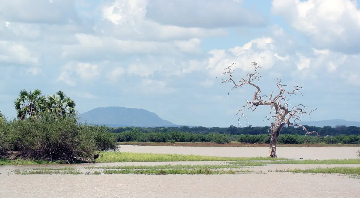 Open plain with palms, a dead tree and a distant hill