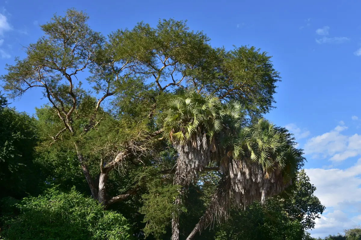 Tall palms standing among green trees under a blue sky