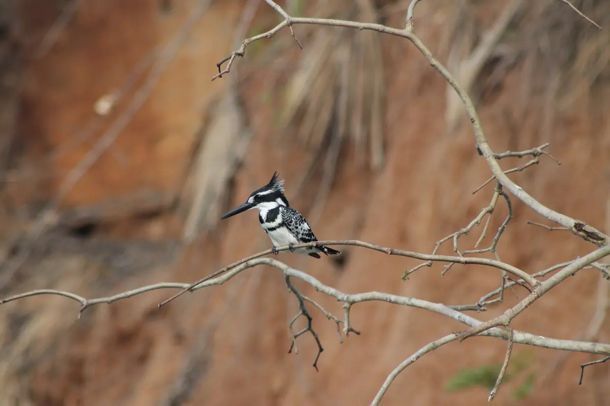 Pied kingfisher perched on a bare branch above the river